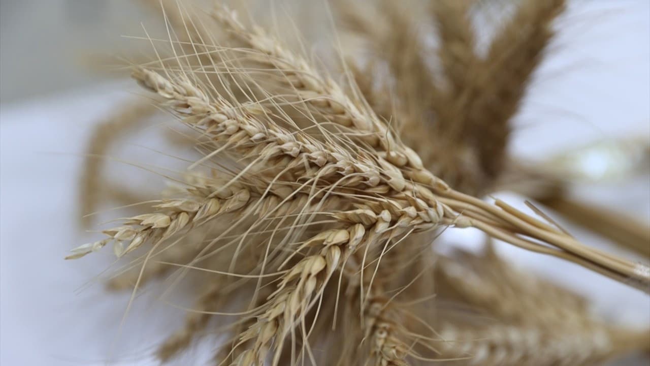 TMO Reopens Wheat Export: A New Chapter for Turkey's Agribusiness