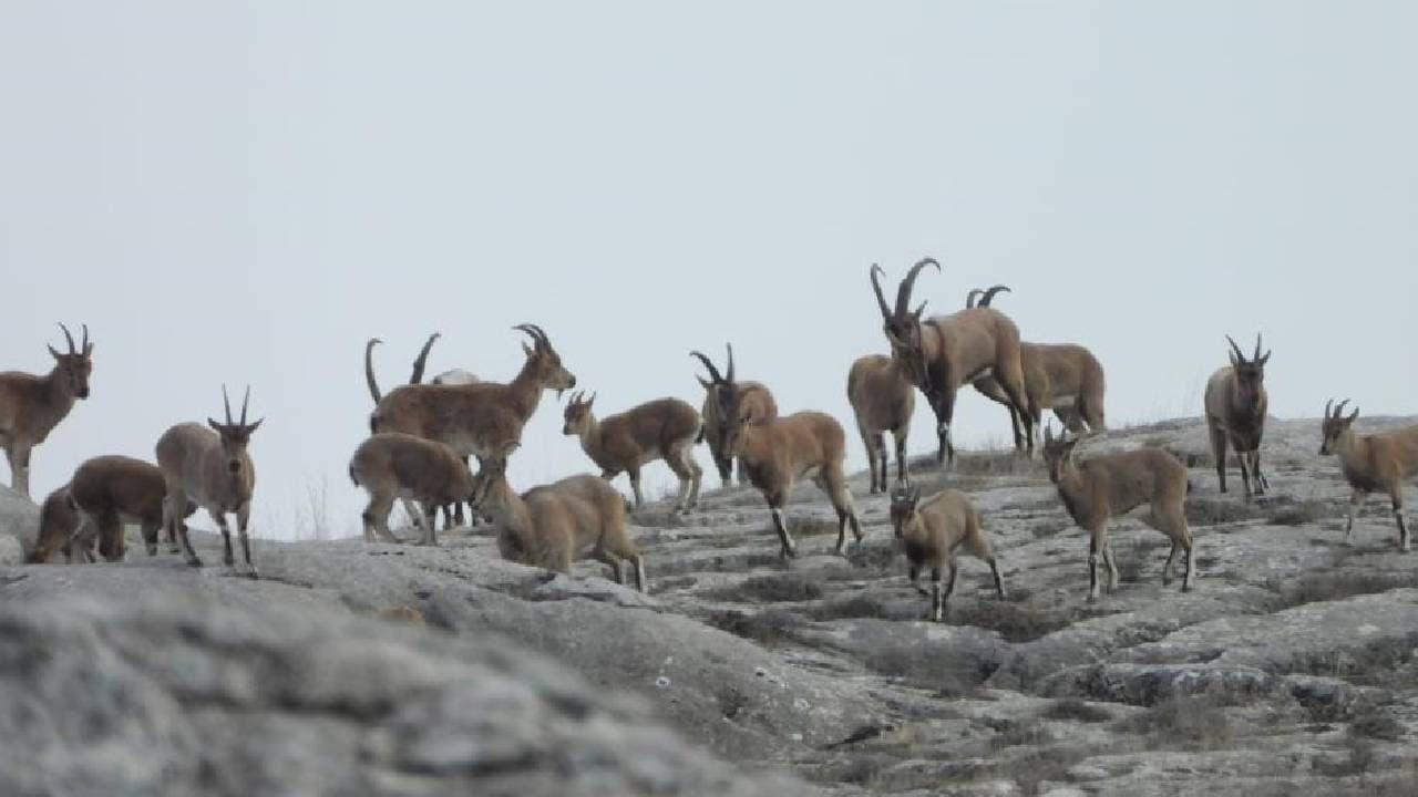 Köyceğiz's Wild Goat Hunt Tender Starts at 750,000 TL