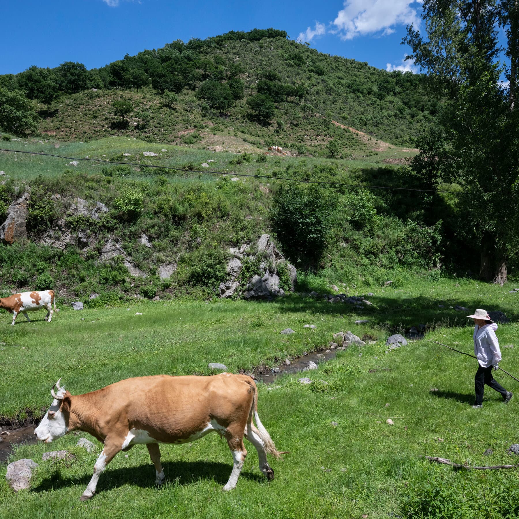 Climate Change and Tariffs Spark a Cattle Surge: China's New Beef Strategy