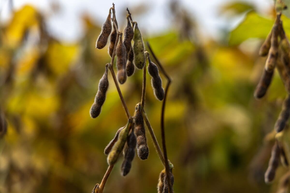 Developments to Increase Soybean Meal Exports in Brazil: VLI SA's New Route Announcement