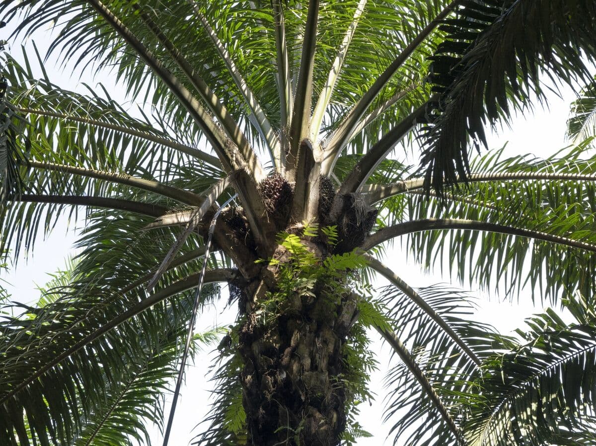 Crude Rally Propels Palm Oil: Geopolitical Friction Sparks Biofuel Surge
