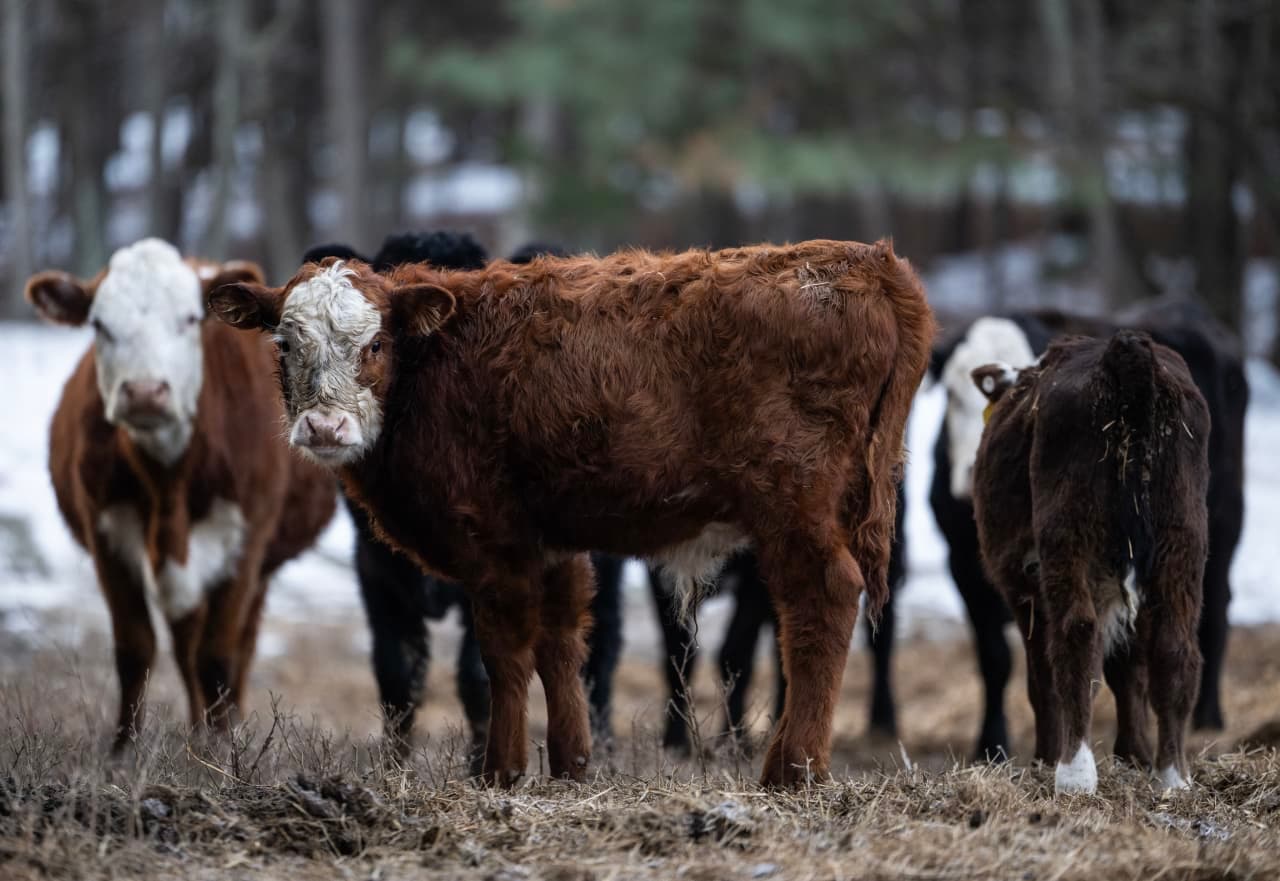USDA's 'Fatal' Revision: The Hidden Crisis in Beef Export Data
